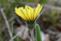 Pilosella officinarum