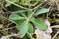 Pilosella officinarum
