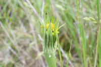 Tragopogon dubius