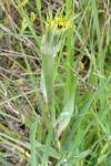 Tragopogon dubius