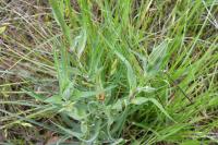 Tragopogon dubius
