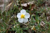 Helianthemum apenninum