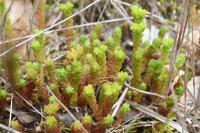 Sedum acre