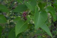 Syringa vulgaris