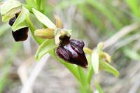 Ophrys aranifera