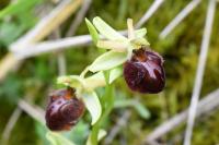 Ophrys aranifera