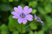 Geranium pyrenaicum