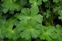 Geranium pyrenaicum
