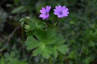 Geranium pyrenaicum