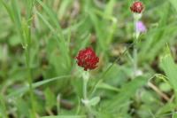 Trifolium incarnatum