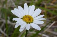 Leucanthemum
