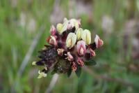 Anthyllis vulneraria