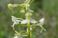 Platanthera chlorantha