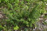 Juniperus communis