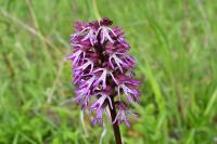Orchis x angusticruris