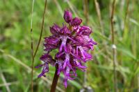 Orchis x angusticruris