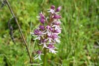 Orchis x angusticruris