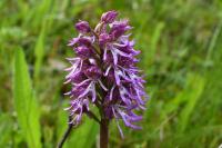 Orchis x angusticruris