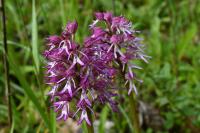 Orchis x angusticruris