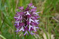 Orchis x angusticruris