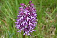 Orchis x angusticruris