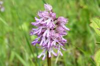 Orchis x angusticruris