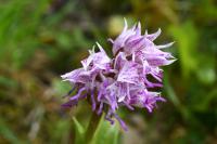 Orchis simia