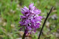 Orchis simia