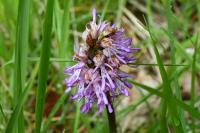 Orchis x angusticruris