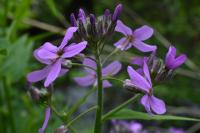 Hesperis matronalis