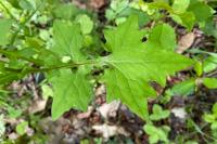 Lactuca muralis
