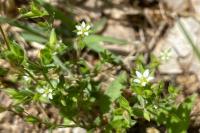 Arenaria serpyllifolia
