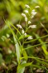 Cephalanthera longifolia