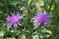 Centaurea decipiens