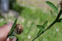 Centaurea decipiens