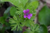 Geranium dissectum