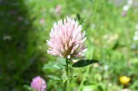 Trifolium pratense