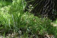 Cephalanthera damasonium