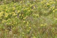 Euphorbia cyparissias