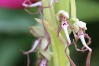 Himantoglossum hircinum