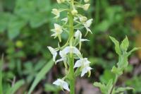 Platanthera chlorantha