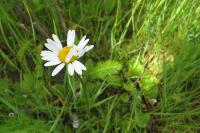 Leucanthemum vulgare