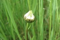 Leucanthemum vulgare