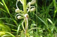 Himantoglossum hircinum