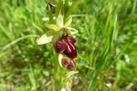 Ophrys aranifera