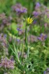 Tragopogon dubius