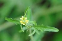 Sisymbrium officinale