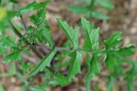 Sisymbrium officinale