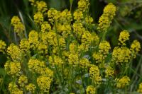 Barbarea vulgaris