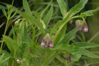 Symphytum officinale